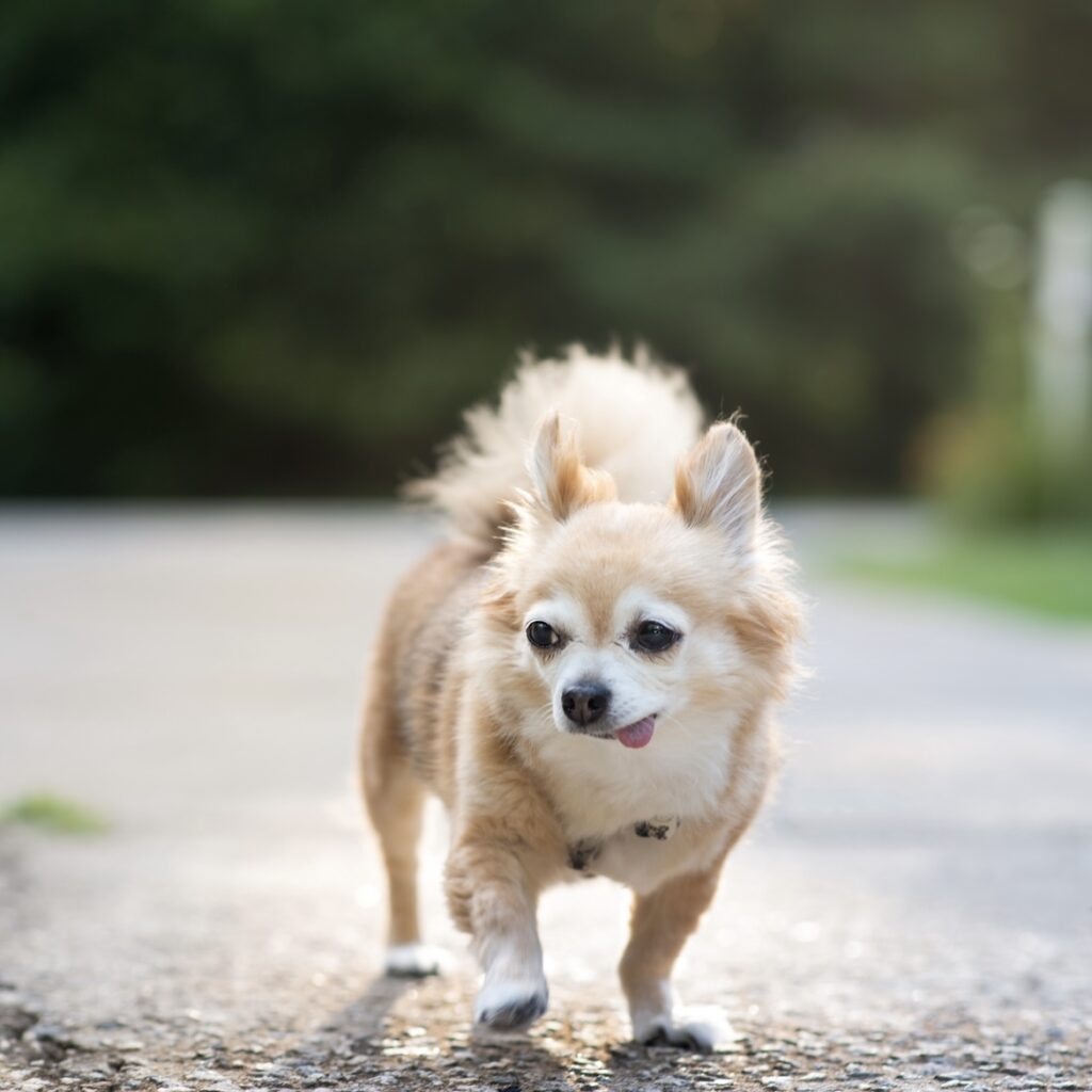 senior dog walking on a sunny day for a post on senior adoption