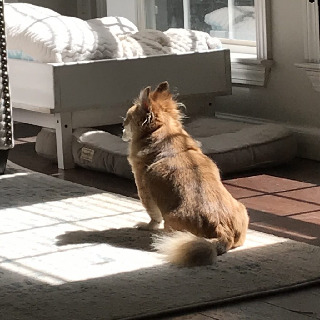 dog sitting in the sun, for a post about senior adoption