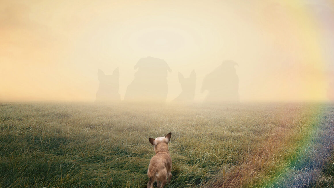 dog in field with a rainbow