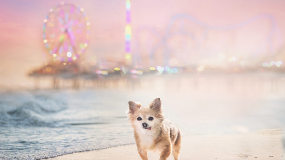 fantasy image of a small senior dog at the beach with a carnival behind him