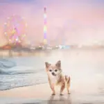 fantasy image of a small senior dog at the beach with a carnival behind him