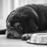 Black senior pug dog lying on the floor with big eyes