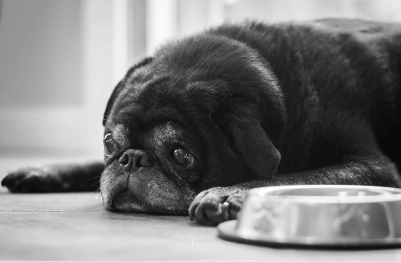 Black senior pug dog lying on the floor with big eyes