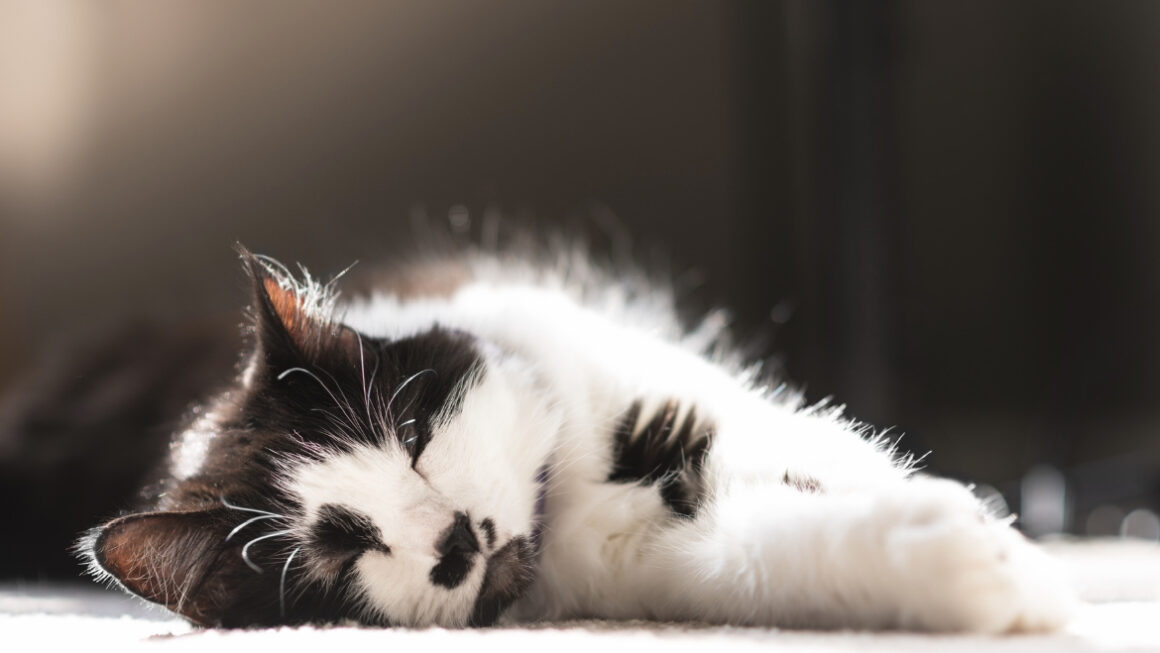 black and white cat lying in the sun