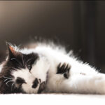 black and white cat lying in the sun