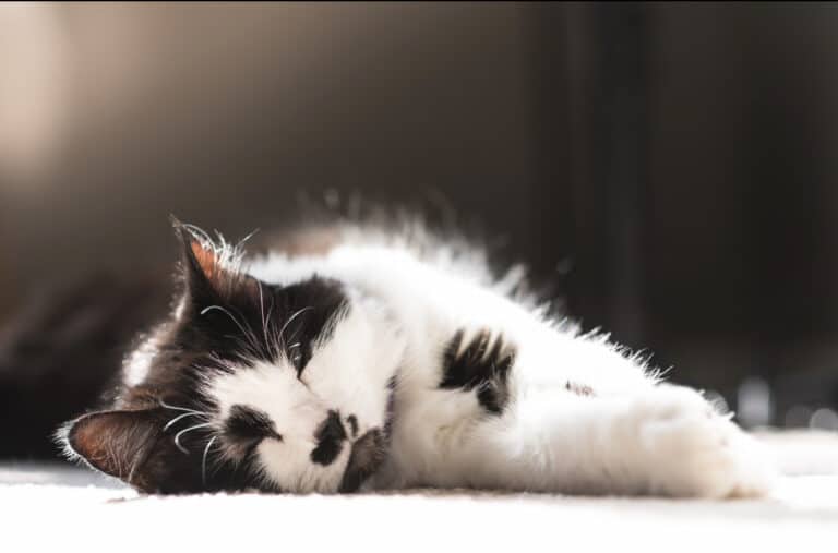 black and white cat lying in the sun