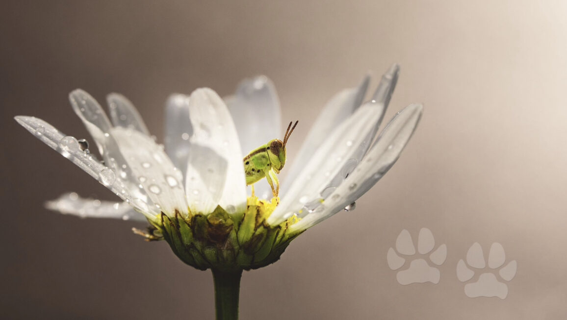 baby grasshopper in a flower with paw prints