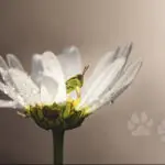 baby grasshopper in a flower with paw prints