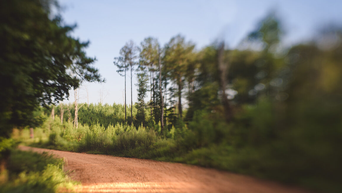 Blurry dirt road with tall trees and blue skies