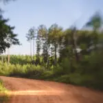 Blurry dirt road with tall trees and blue skies