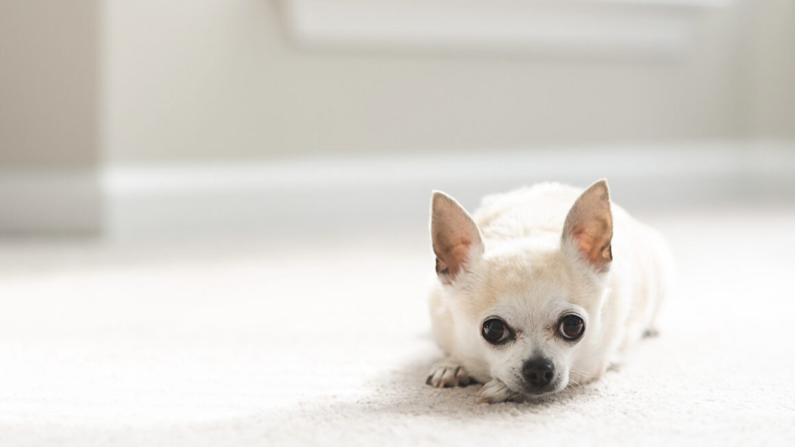 senior dog lying on white rug