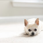 senior dog lying on white rug