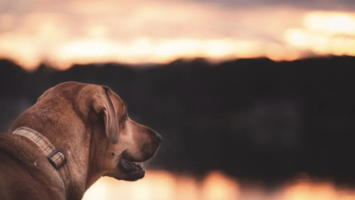 Handsome dog over looking a lake at sunset