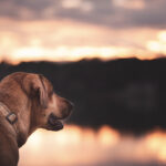 Handsome dog over looking a lake at sunset