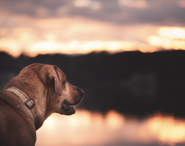 12 Affirmations for Pet Loss and Grief