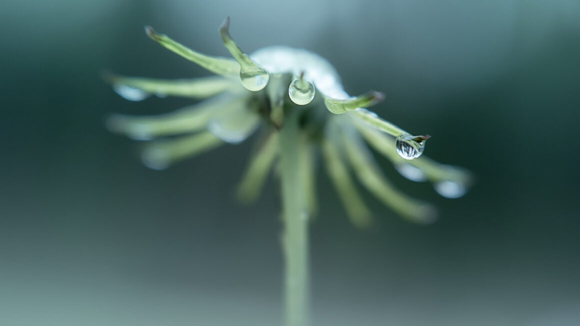 Raindrops on petals maco image