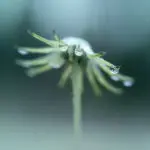 Raindrops on petals maco image