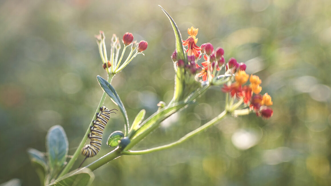 A monarch catepillar on the stem of a flower