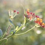 A monarch catepillar on the stem of a flower