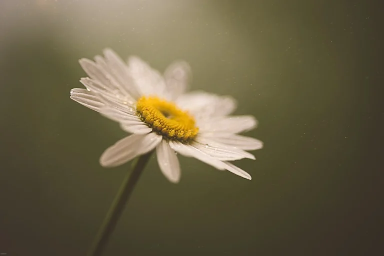 daisy in the dark light, for a post about pet grief and micro losses