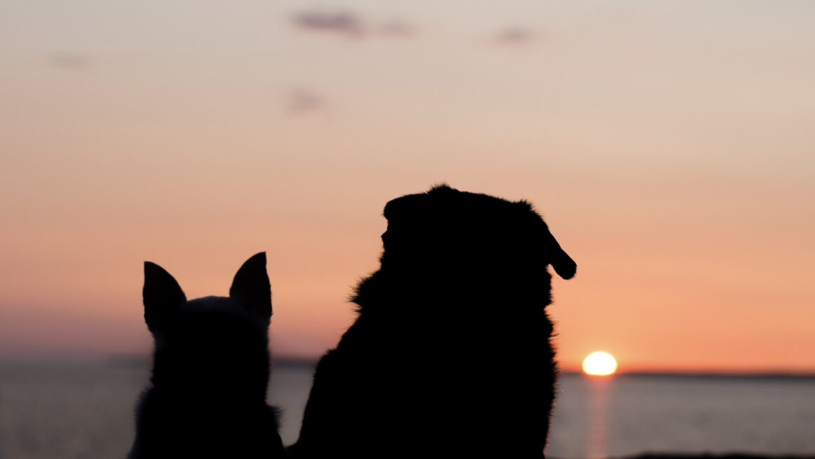 Two dogs in the background is a sunset