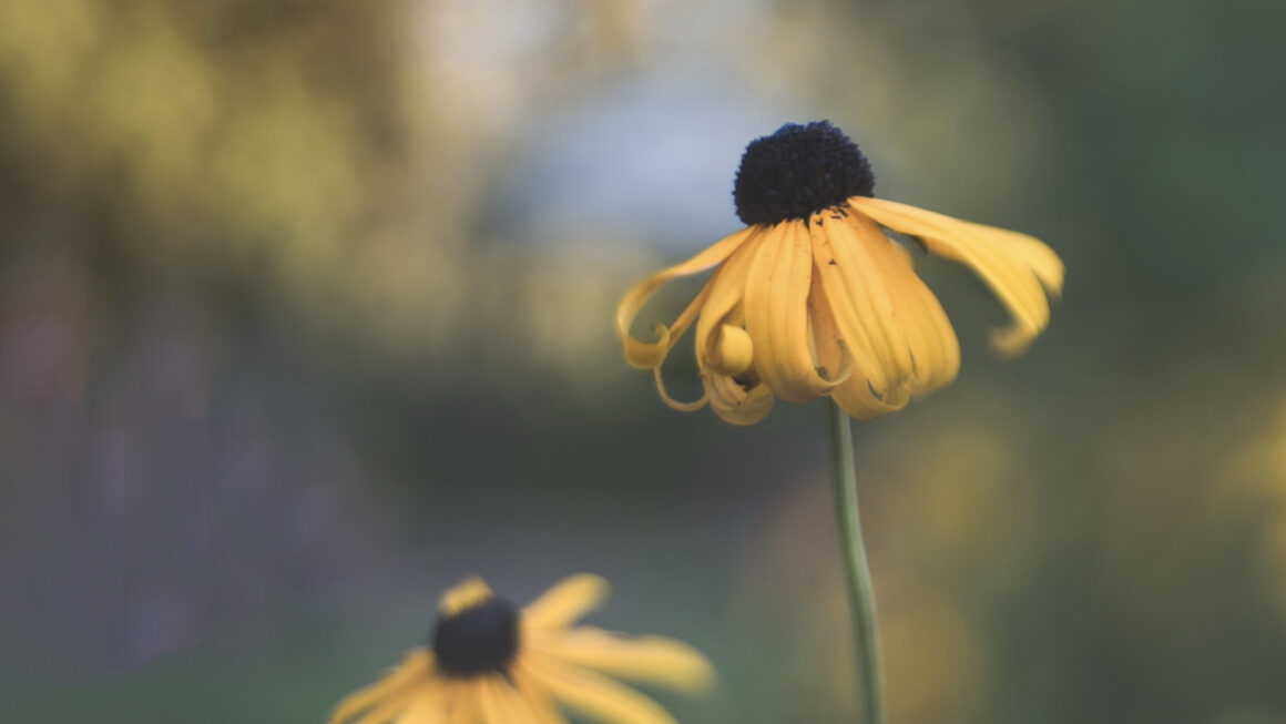 two yellow cone flowers