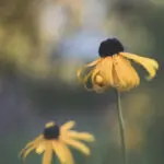 two yellow cone flowers