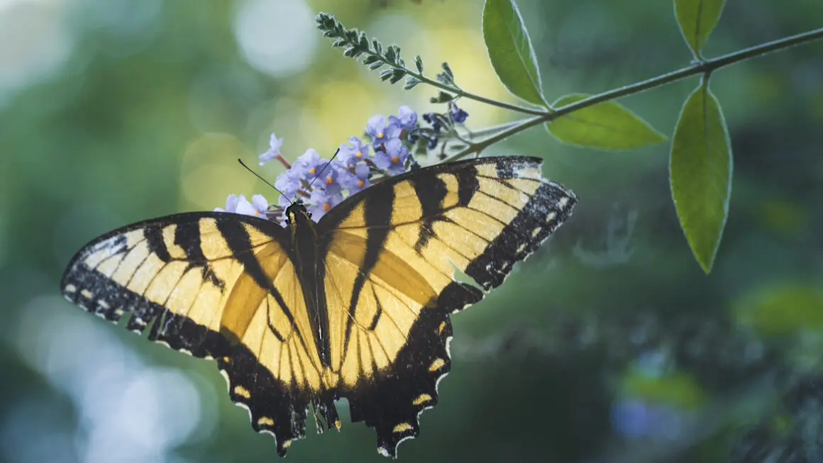 Beautiful yellow butterfly on a flower