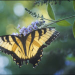 Beautiful yellow butterfly on a flower