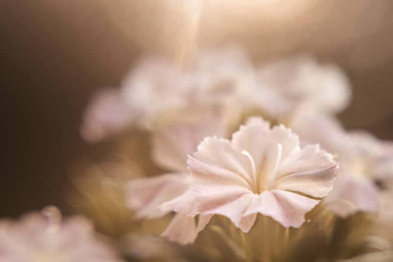 floral image