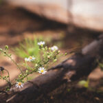 image for unexpected loss with a few white flowers growing out of a log