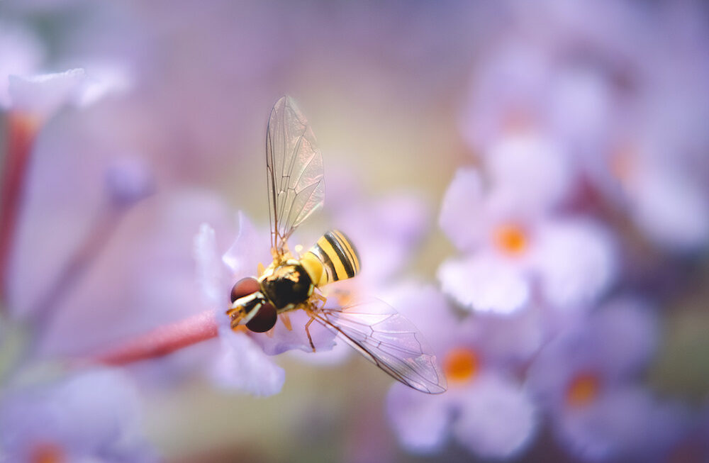 An image of purple flowers and a bee in the middle