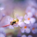 An image of purple flowers and a bee in the middle