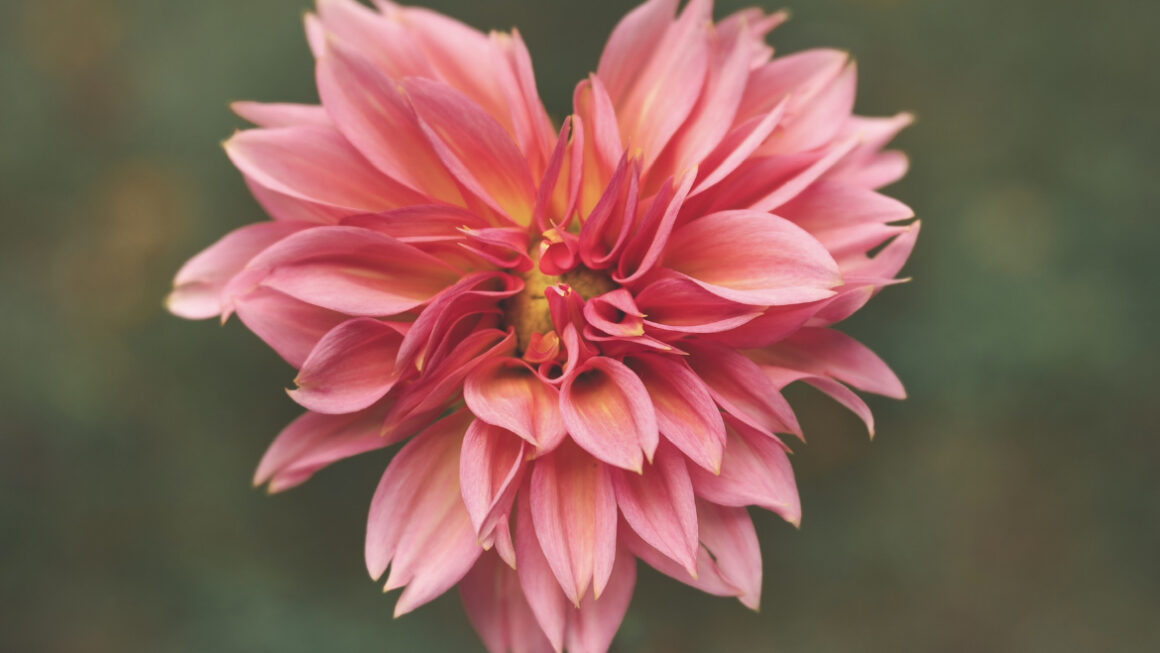 Heart Shaped pink flower