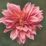 Heart Shaped pink flower