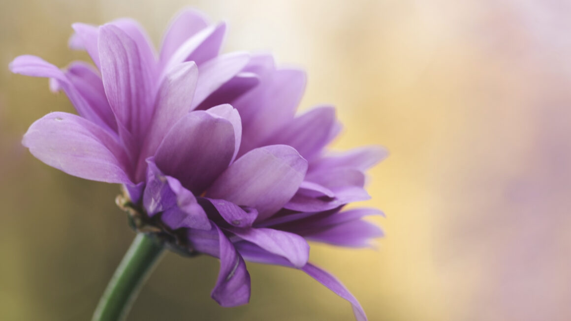 Purple single flower in the sunlight