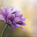 Purple single flower in the sunlight