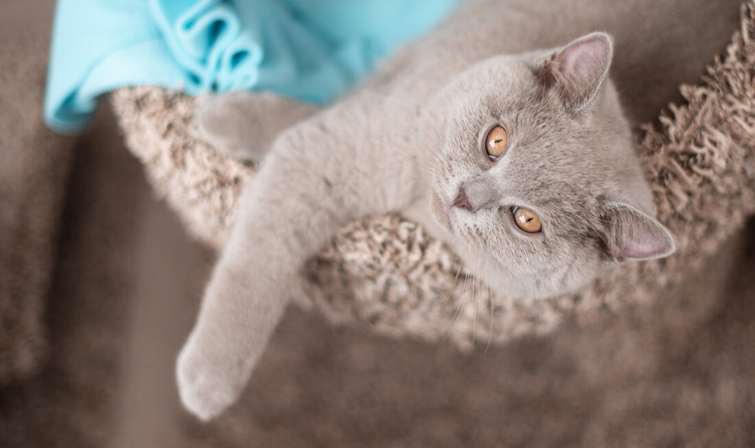 Gray cat with orange eyes looking up directly at the camera. He has a blue blanket with him