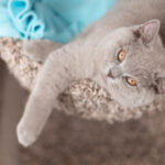 Gray cat with orange eyes looking up directly at the camera. He has a blue blanket with him