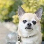 A tan chihuahua dog sitting facing the camera. He has a collar and leash on and big dark eyes and a dark nose. There is yellow and green bushes behind him.