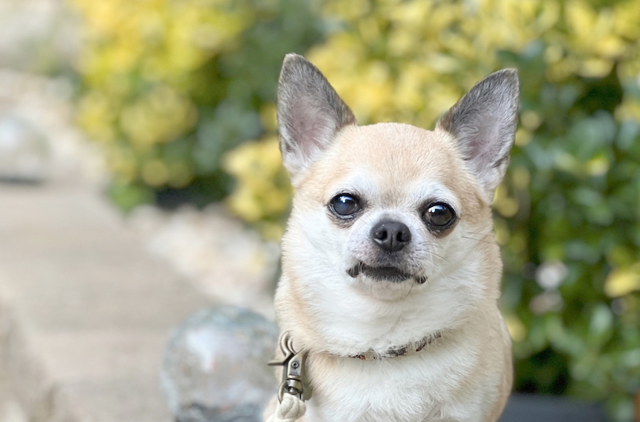 A tan chihuahua dog sitting facing the camera. He has a collar and leash on and big dark eyes and a dark nose. There is yellow and green bushes behind him.