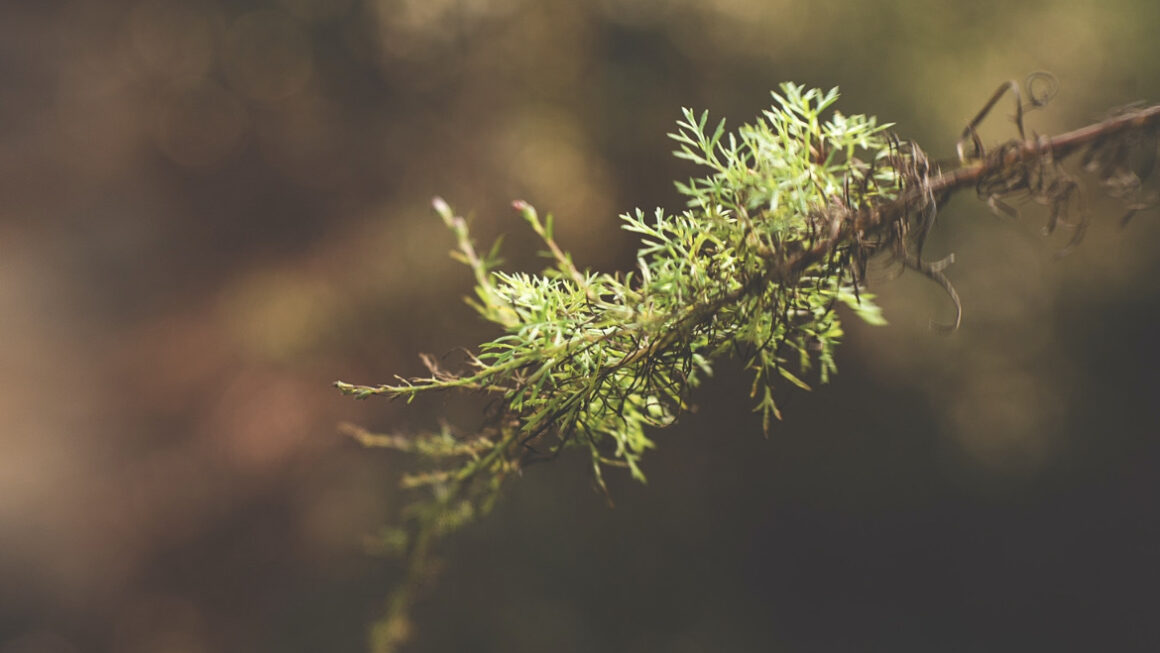 A twig with greenery on the end of it, lit by natural light, in the forest.