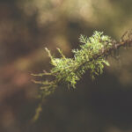 A twig with greenery on the end of it, lit by natural light, in the forest.