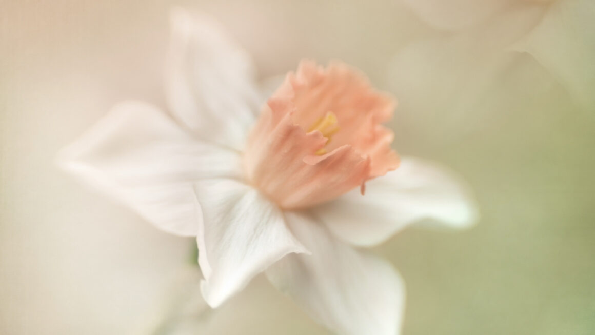 A delicate flower with pink outer petals and a coral colored center. There is a reflection of it just slightly in the upper right corner. The backgroup is heavily blurred, with shades of green