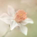 A delicate flower with pink outer petals and a coral colored center. There is a reflection of it just slightly in the upper right corner. The backgroup is heavily blurred, with shades of green