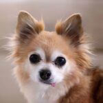 Long haired red chihuahua with a white face and big eyes, looking into the camera