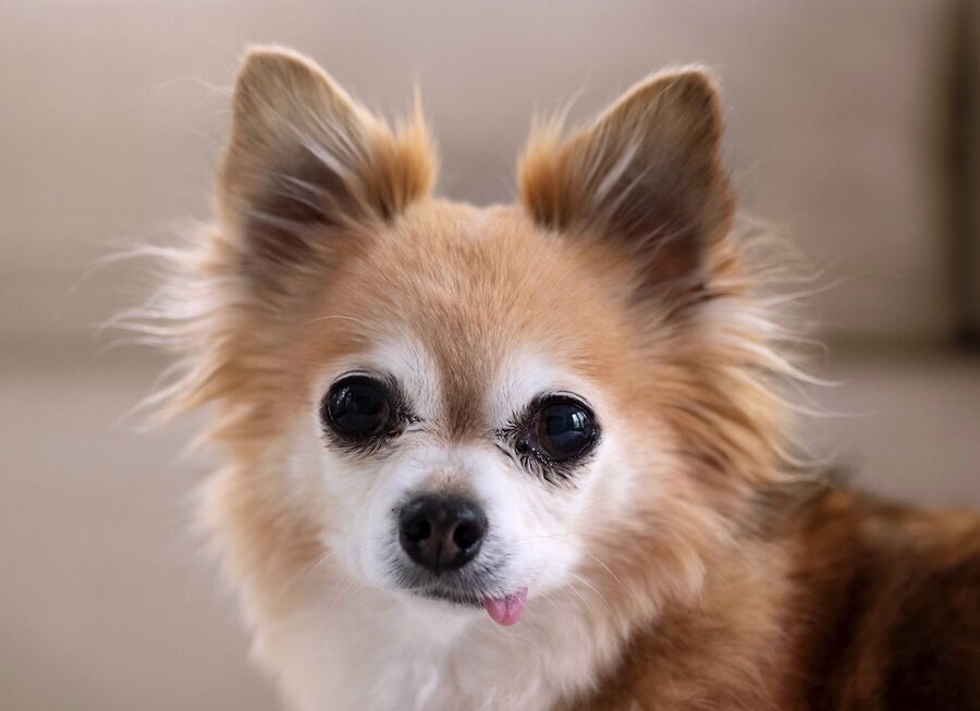 Long haired red chihuahua with a white face and big eyes, looking into the camera