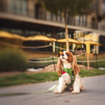 A white and orange dog with a green harness, sitting patiently on the road while his photo is taken. In the background is a building.