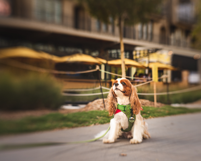 A white and orange dog with a green harness, sitting patiently on the road while his photo is taken. In the background is a building.