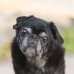 A black pug dog who is elderly as indicated by the gray on his face.He's sitting outside with gentle colors in the background. His head is tilted slightly to his left (the readers right)